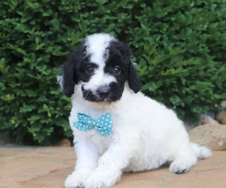 Available Labradoodle