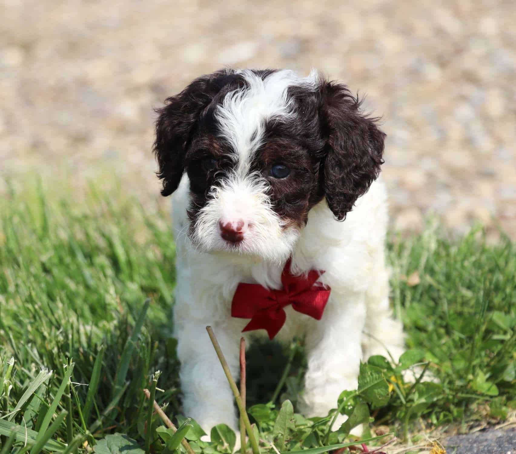 Best Saint Paul Labradoodles Available — Crockett Doodles