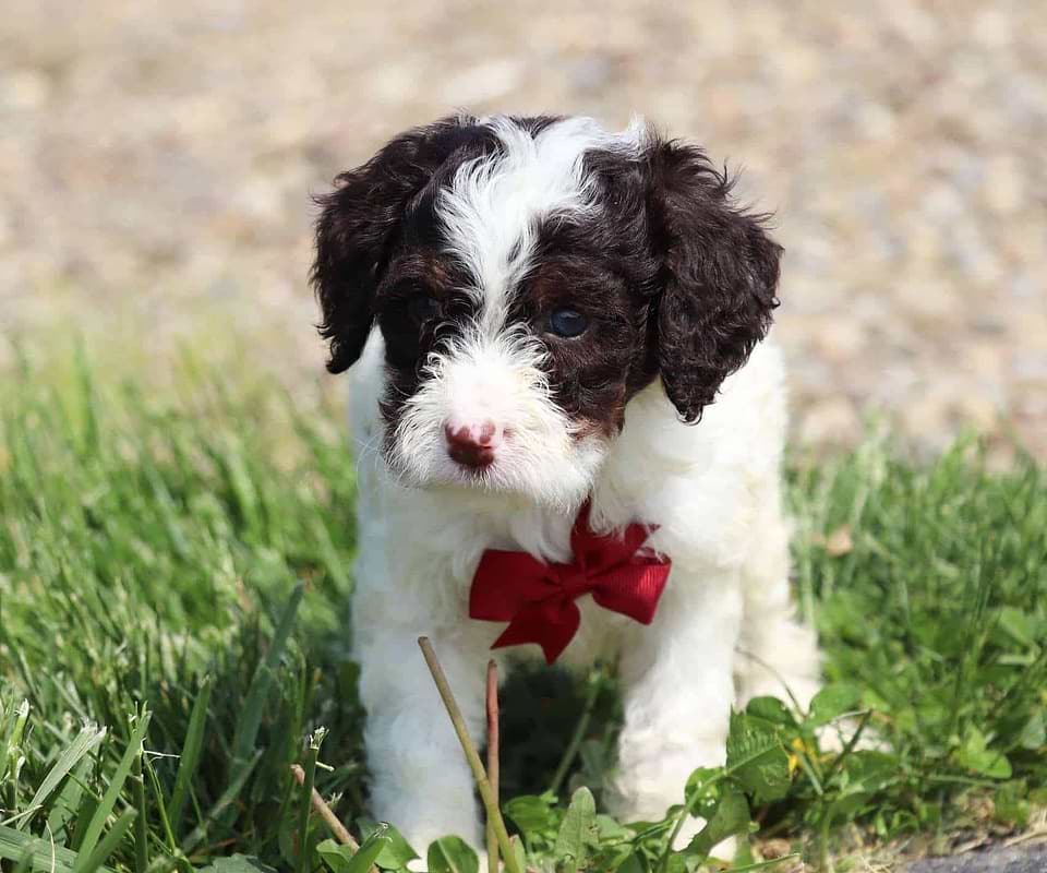 Available Labradoodle