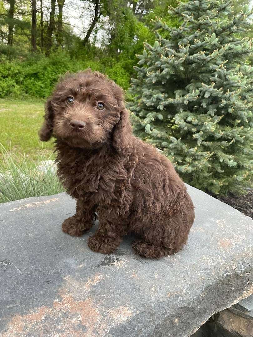 Lexington Labradoodle