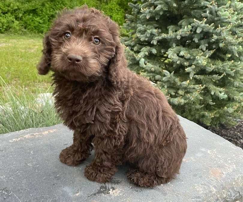 Lexington Labradoodle