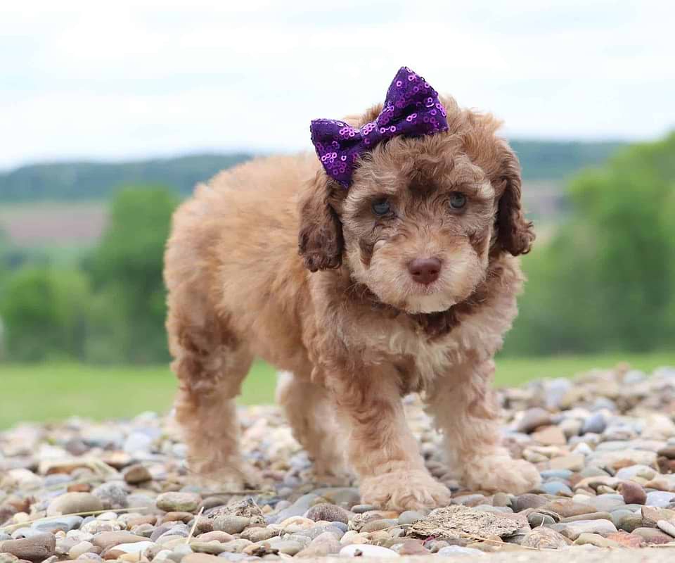 Available Labradoodle