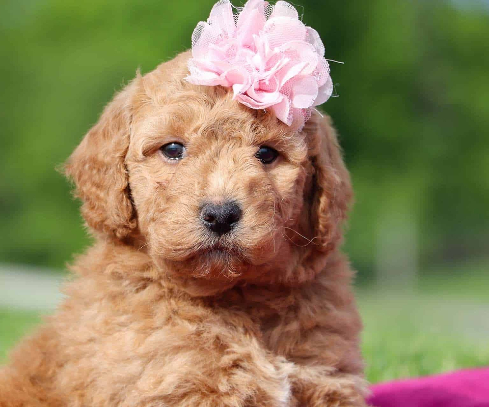Cute Labradoodle Available