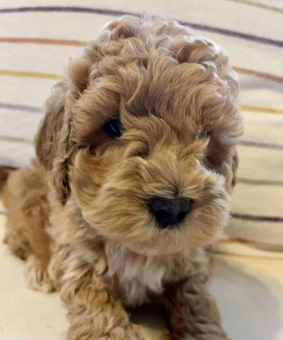 Available Labradoodle