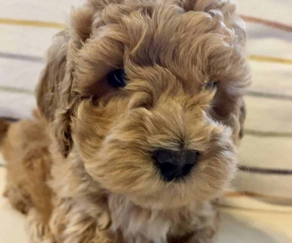 Available Labradoodle