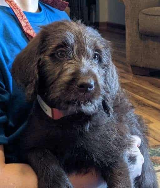 Available Labradoodle
