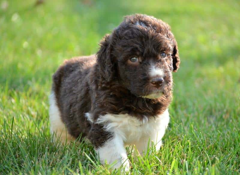 Landseer Newfypoo
