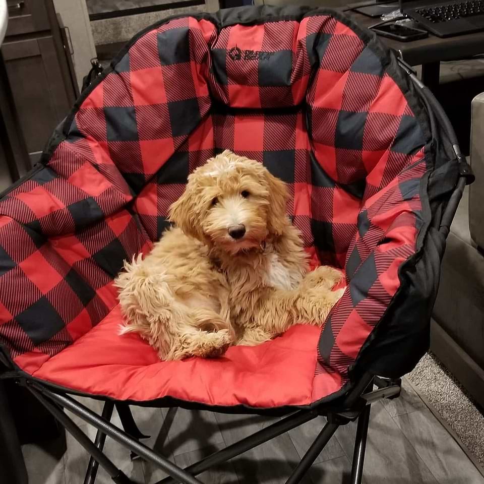 Lexington Doodle In A Chair