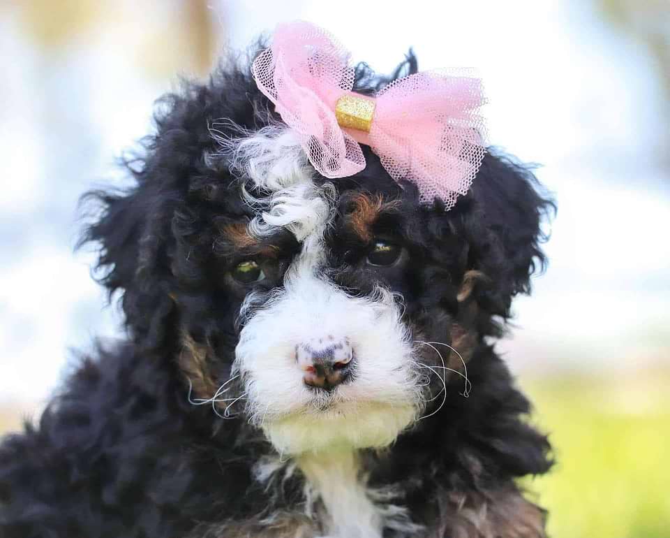 Bernedoodle Available