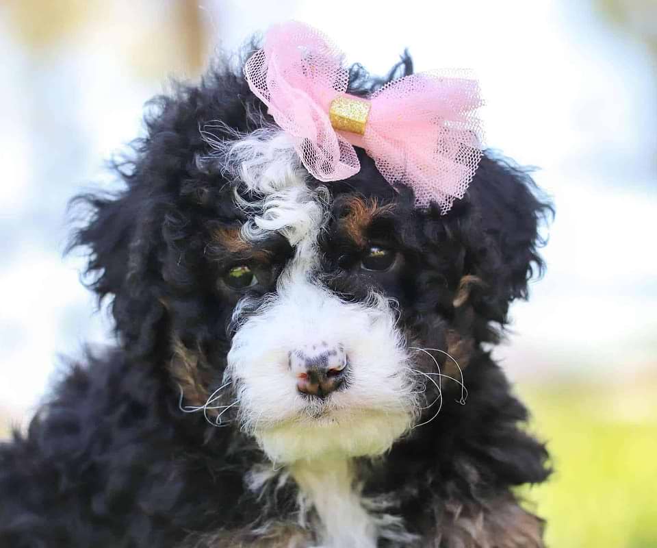 Bernedoodle Available