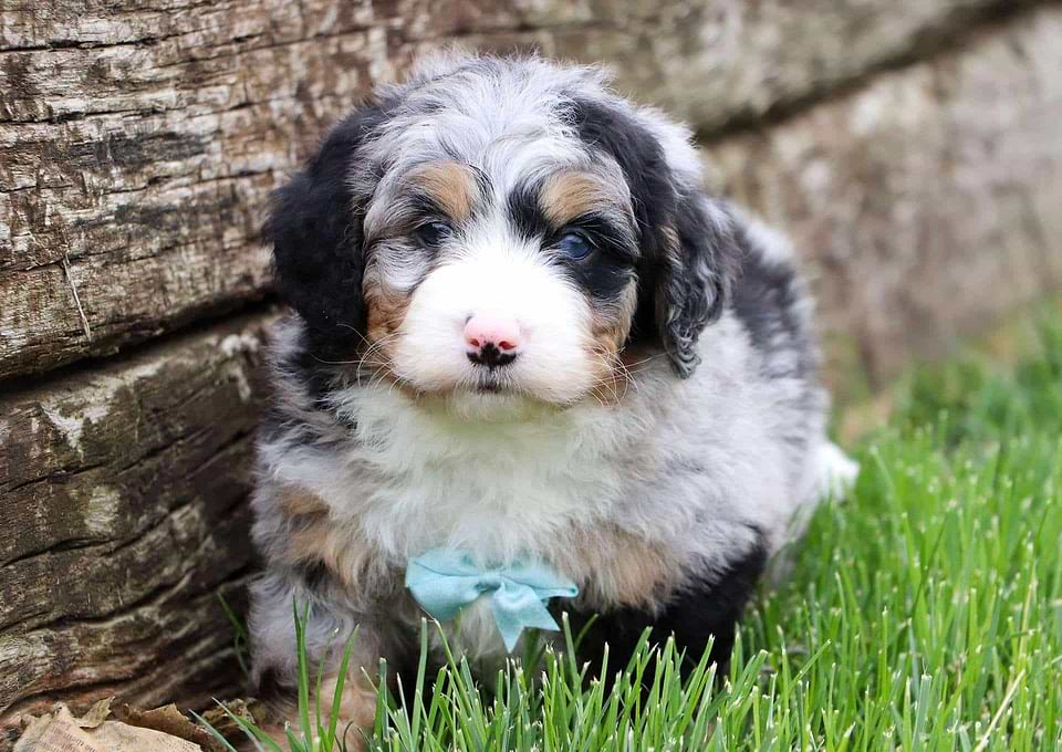 Bernedoodle Available