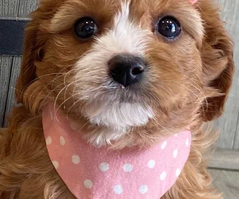 Cavapoo in Lexington
