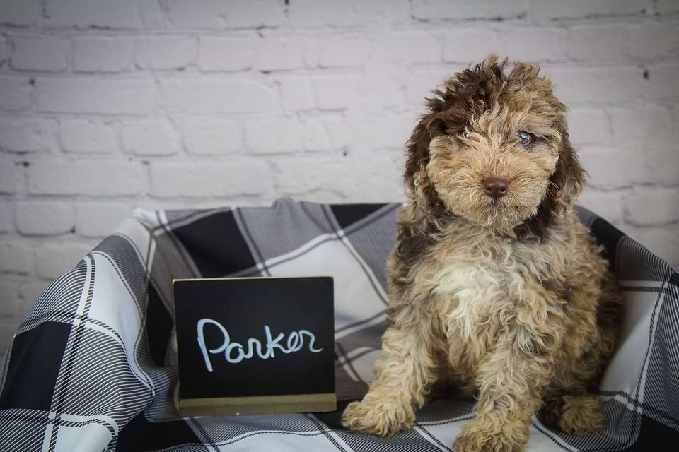 labradoodle Available