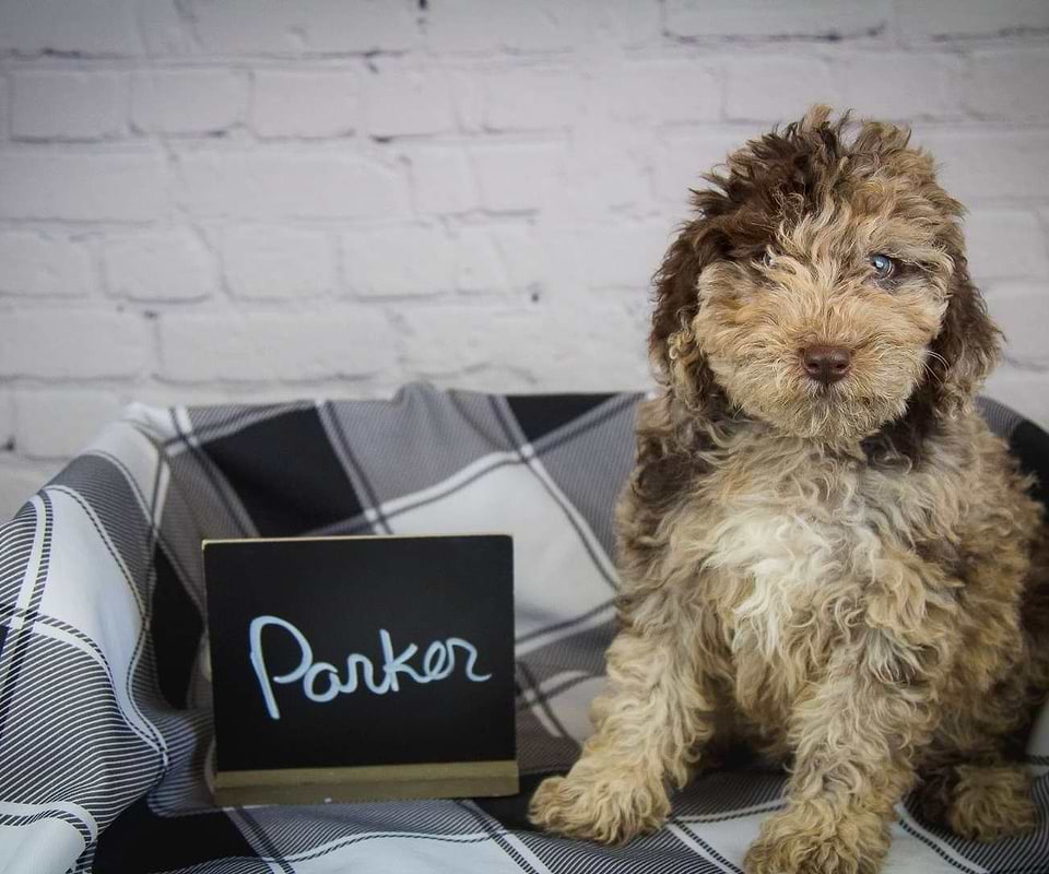 labradoodle Available