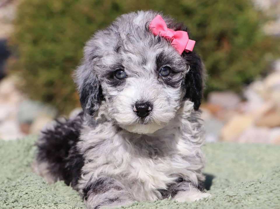 Available Sheepadoodle