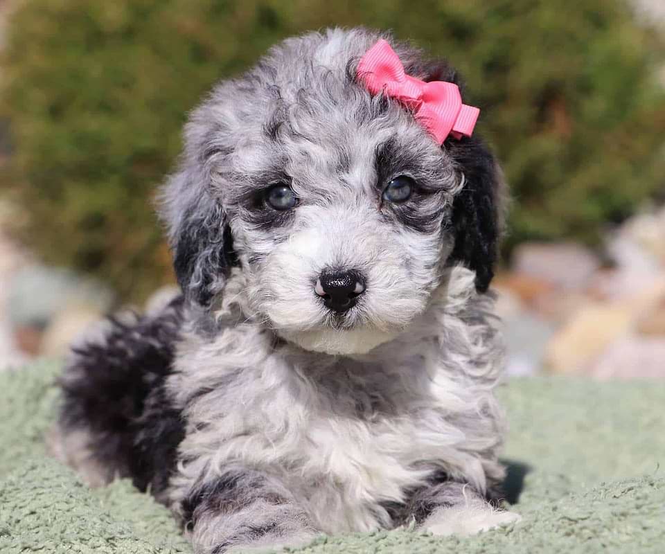 Available Sheepadoodle