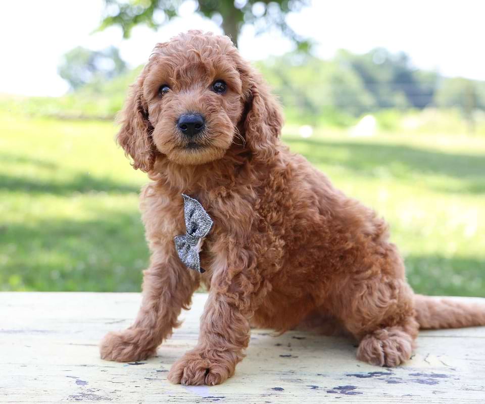 Available Goldendoodle