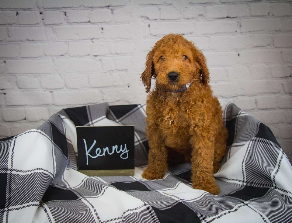 Irishdoodle Available
