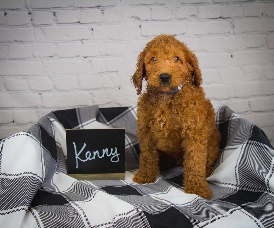 Irishdoodle Available