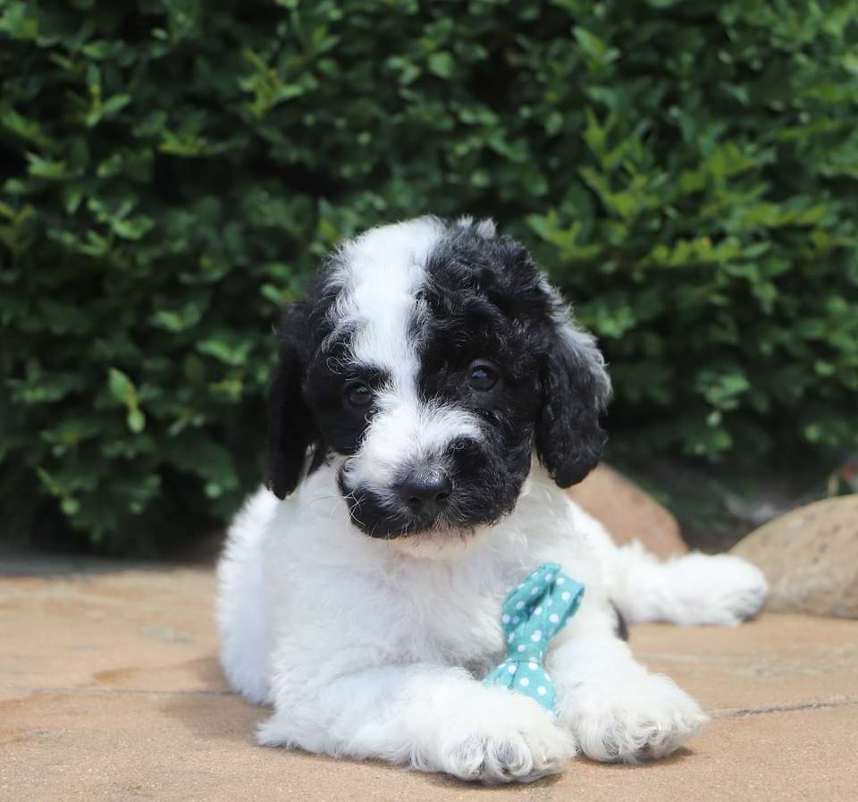 Labradoodle Available