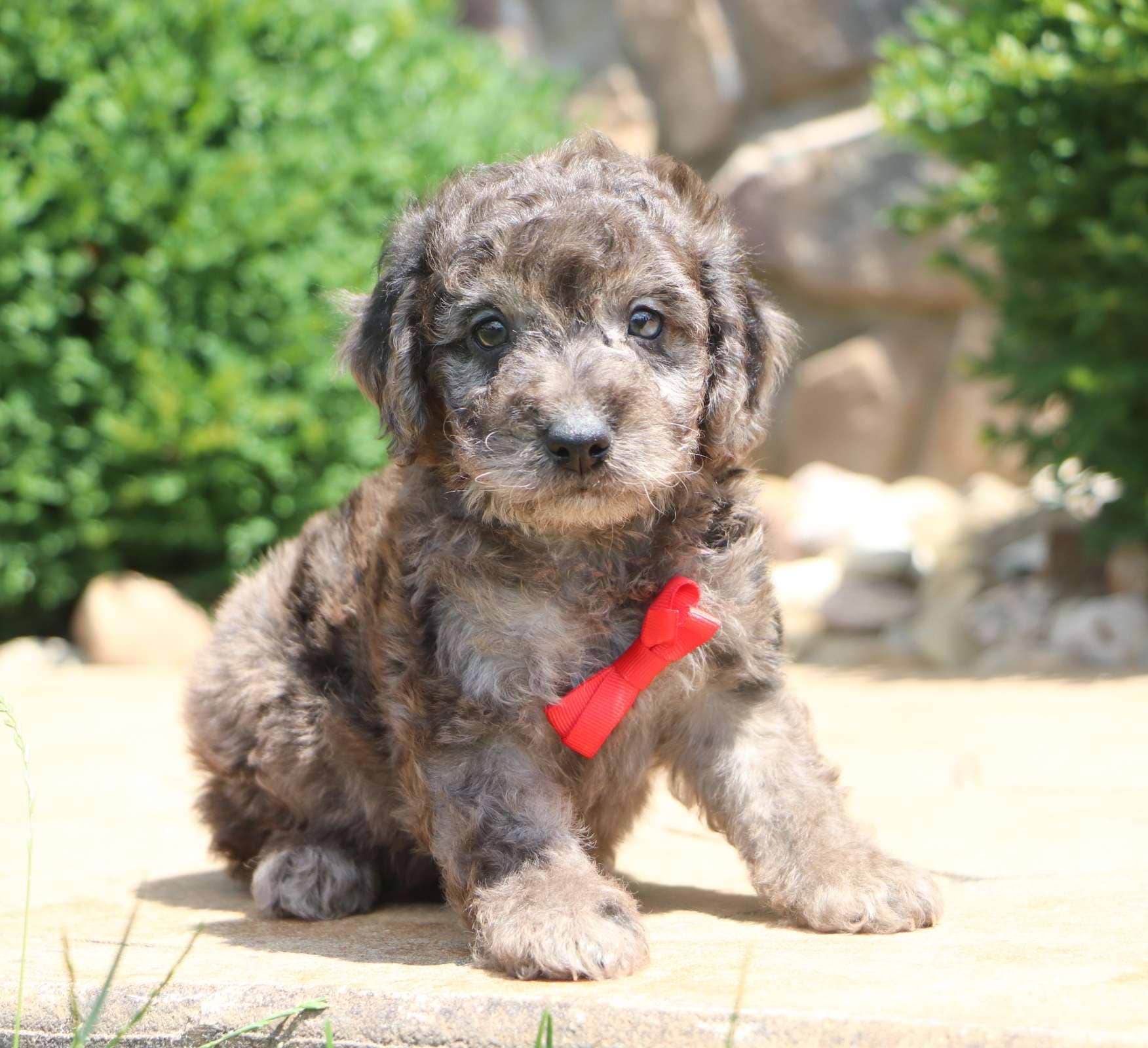 Best Madison Labradoodles Available — Crockett Doodles