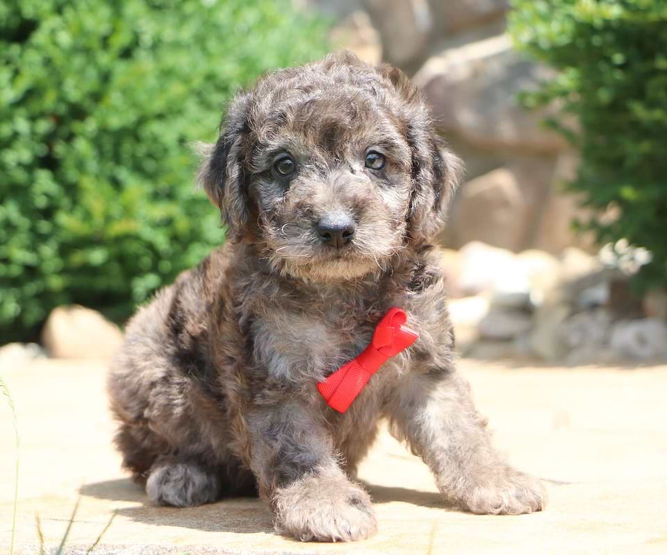 Available Labradoodle