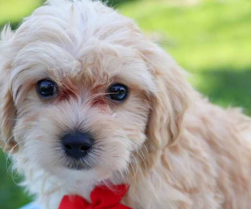 Available Maltipoo