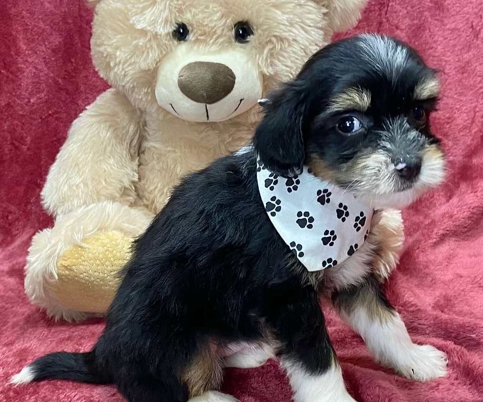 Availale Aussiedoodle