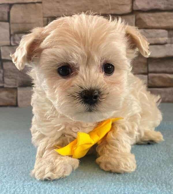 Maltipoo For Sale