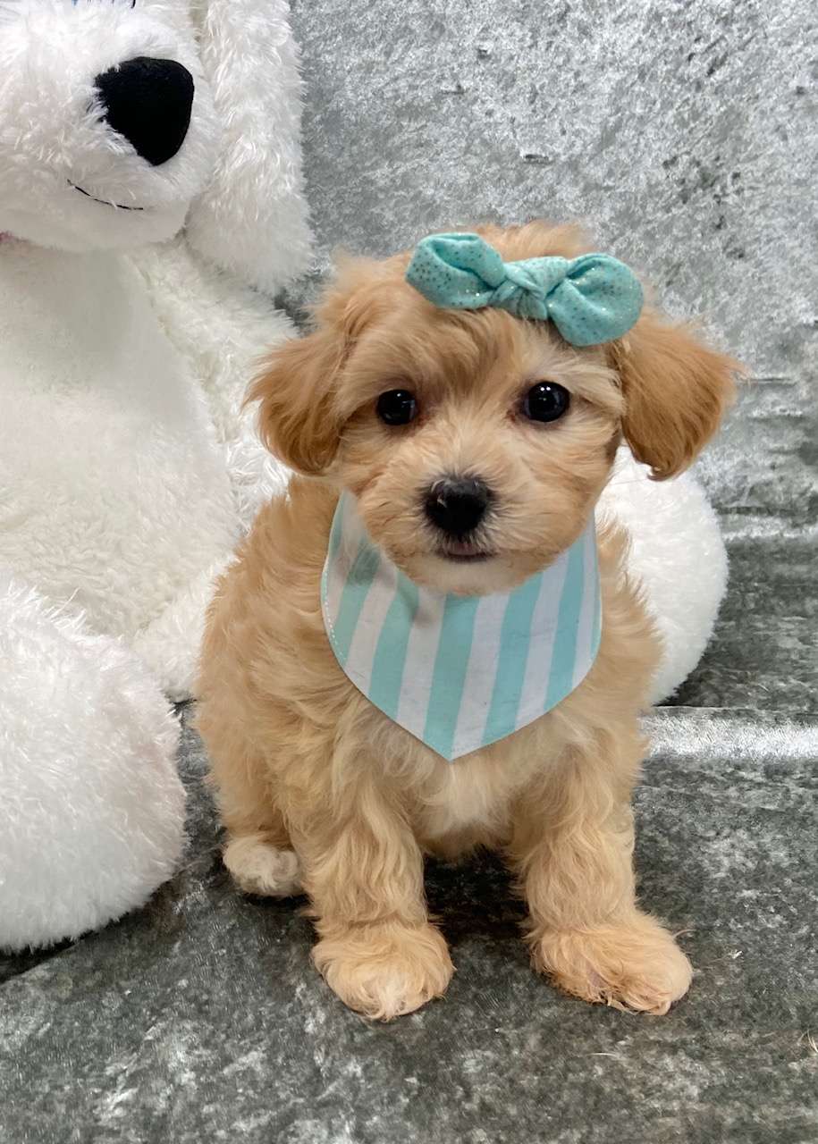 Maltipoo Available