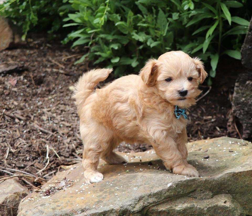 Maltipoo Available