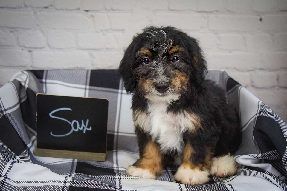 Bernedoodle Available