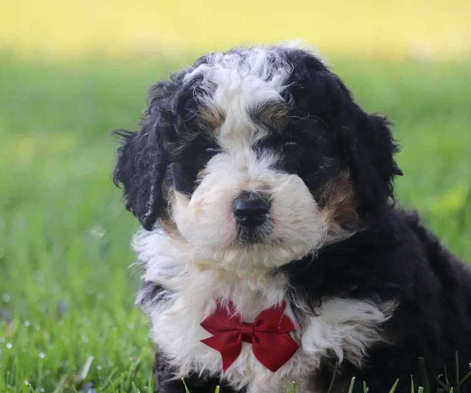 Bernedoodle Available