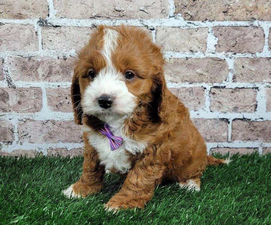 Cavapoo Available
