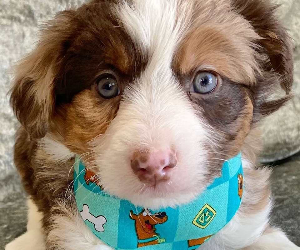 Aussiedoodle Available