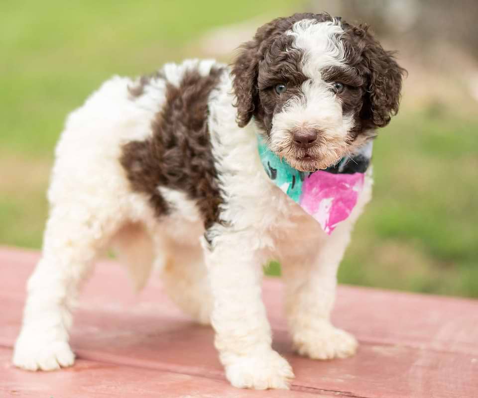 Available Newfiedoodle