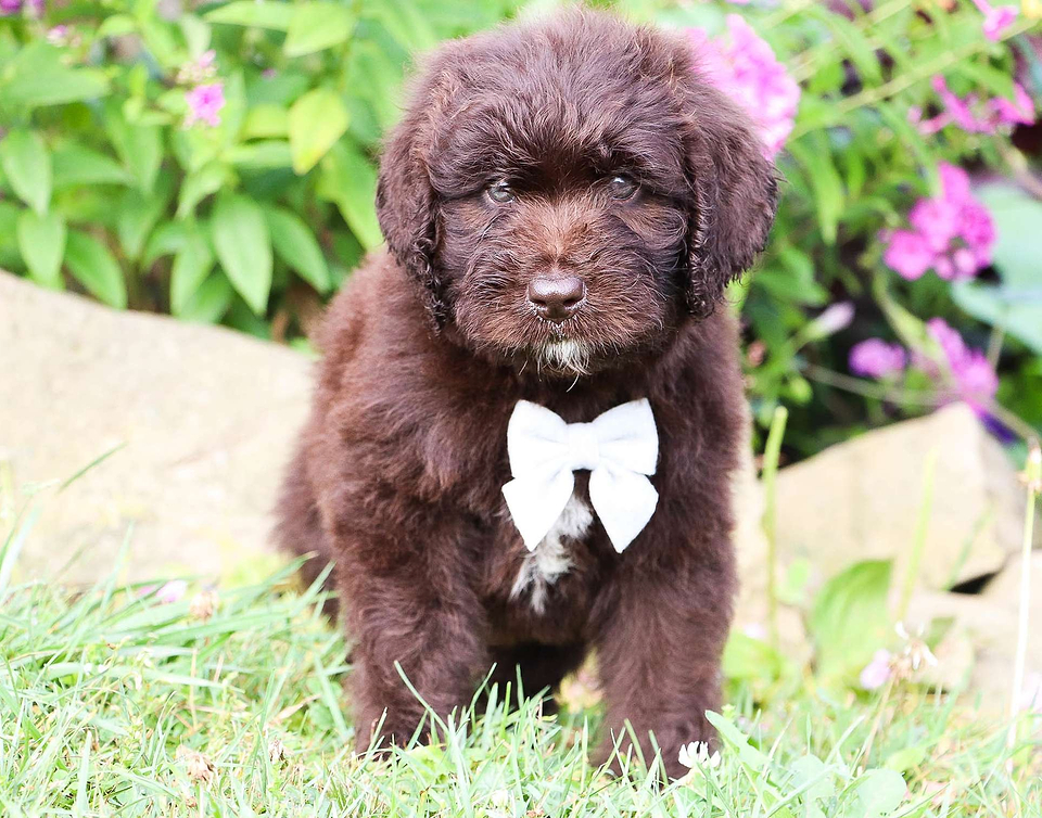 Available Newfiedoodle