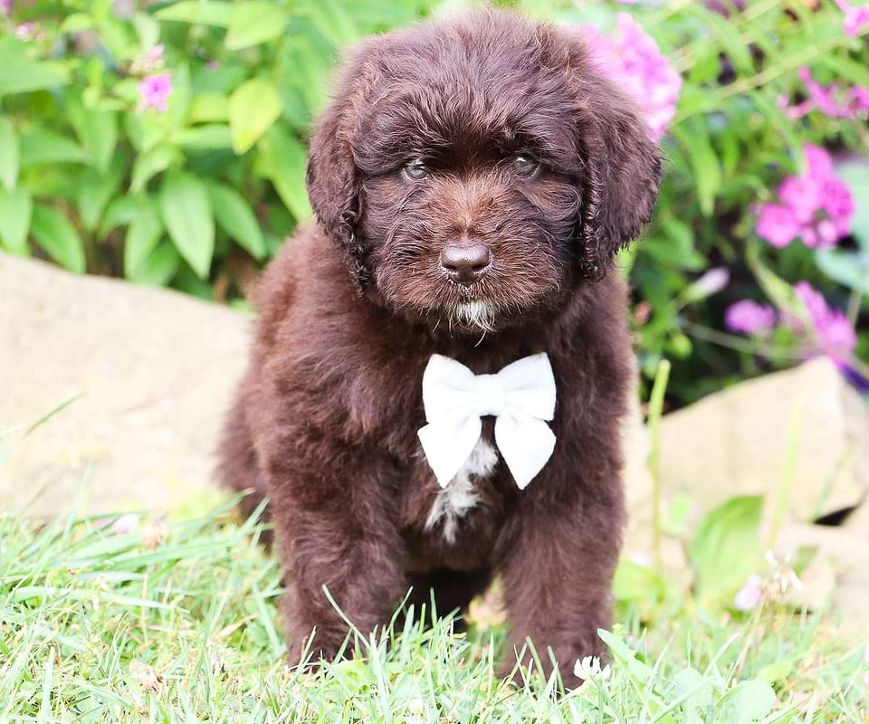 Available Newfiedoodle