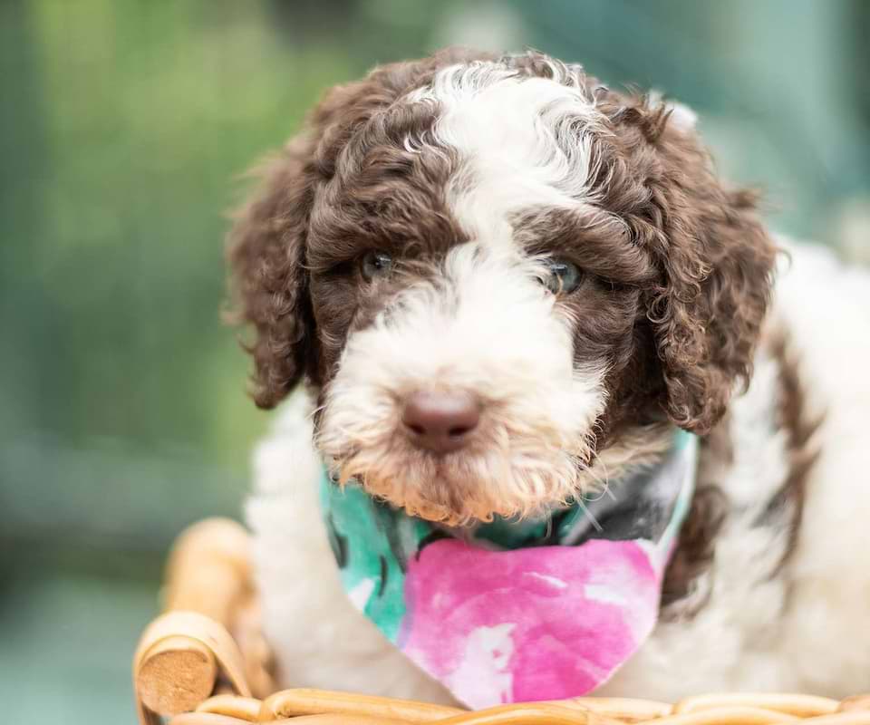 Available Newfiedoodle