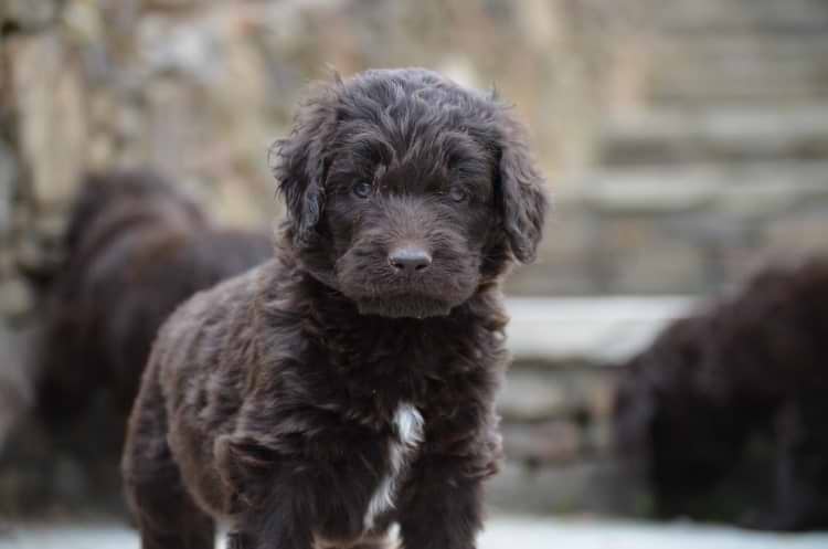 Newfypoo Puppy