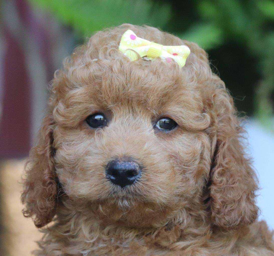 Cockapoo Available