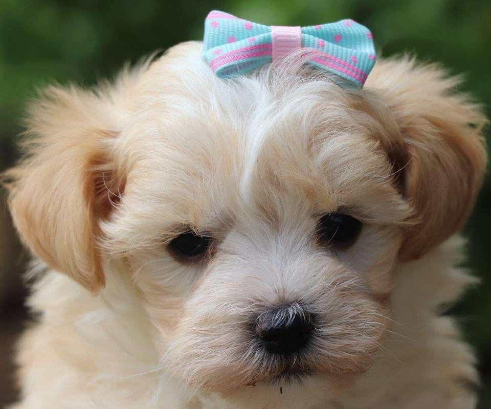 Maltipoo Available