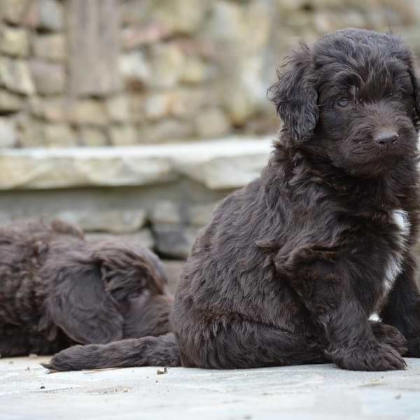 Solid Chocolate Newfiedoodle