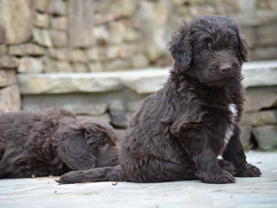 Solid Chocolate Newfiedoodle