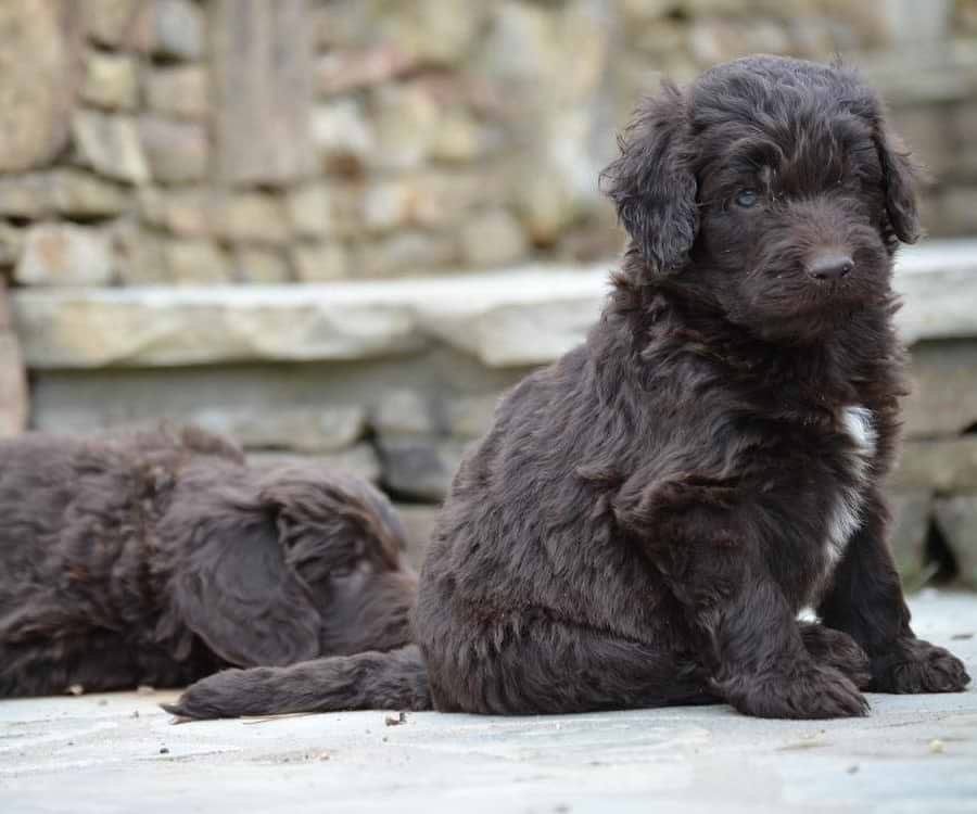 Solid Chocolate Newfiedoodle