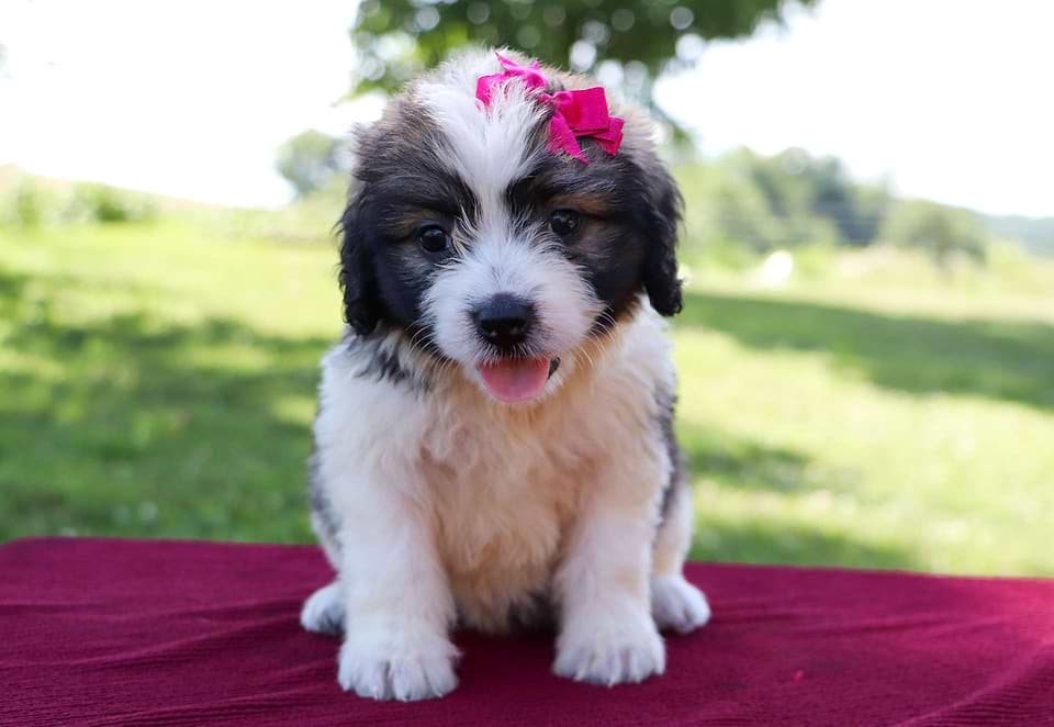 Saint Berdoodle Available