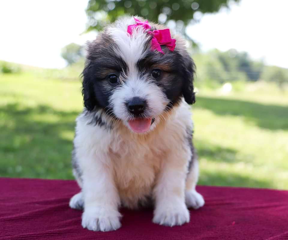 Saint Berdoodle Available