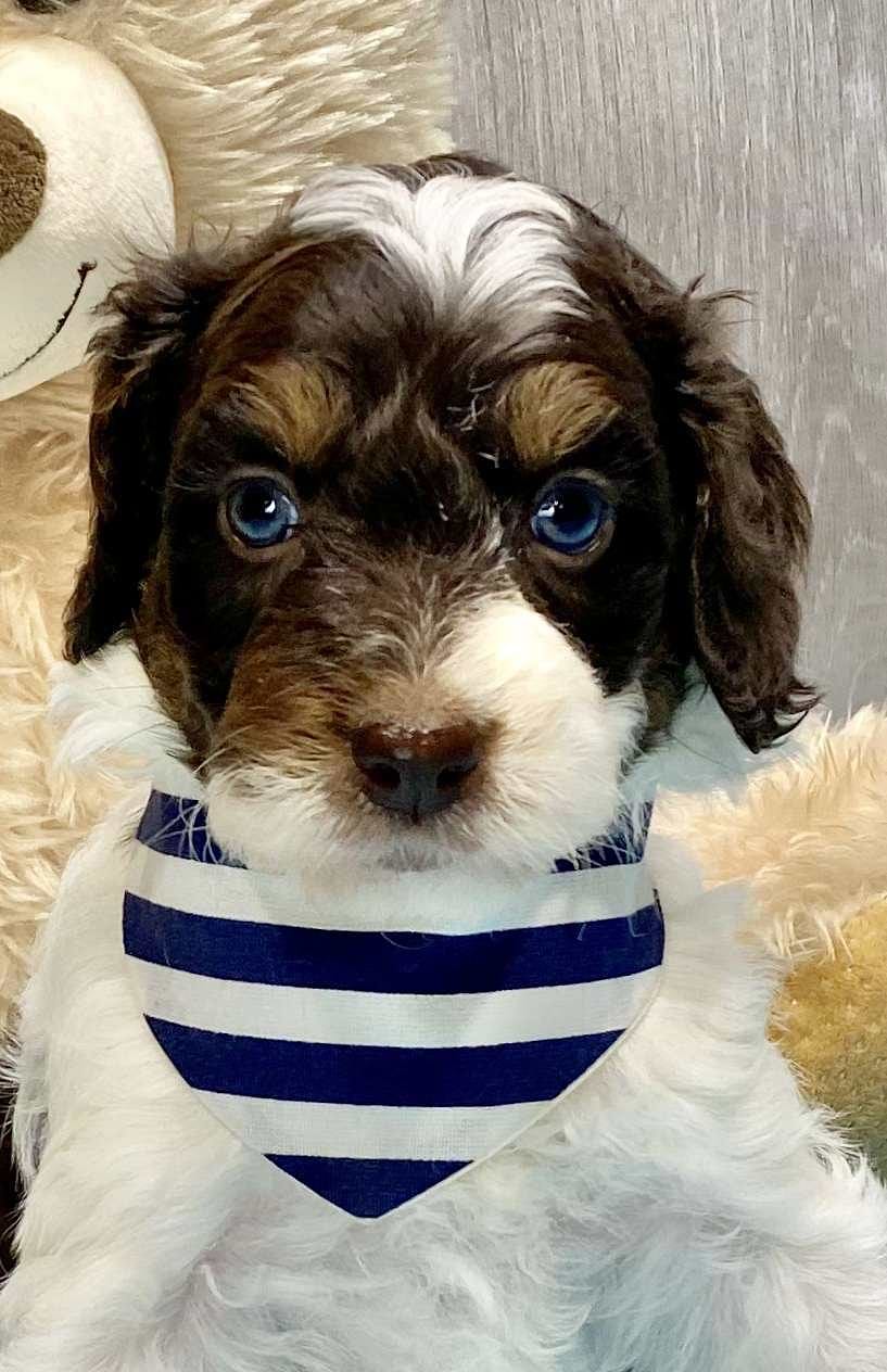 Springerdoodle Available
