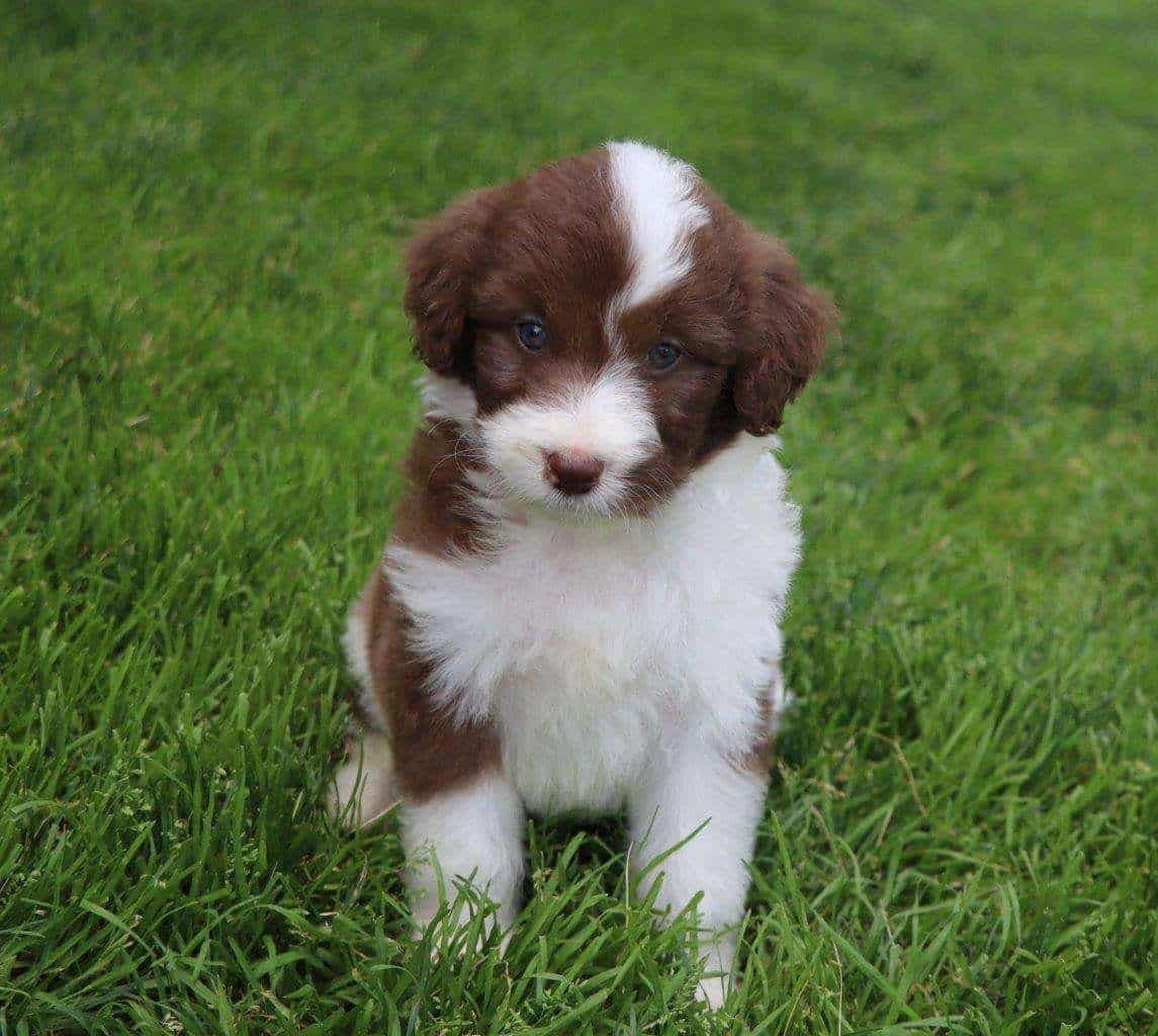 Cute Aussiedoodle