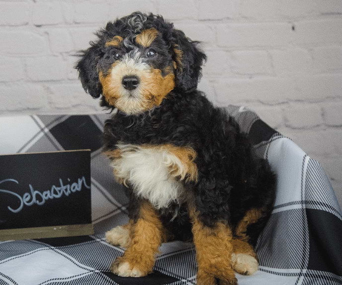 Available Bernedoodle